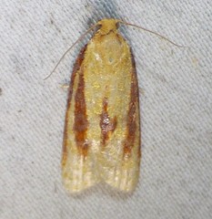 Sparganothis bistriata