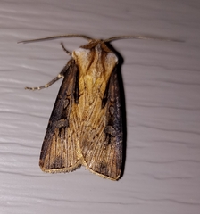 Agrotis volubilis