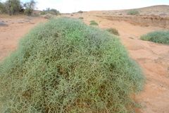 Tetraena retrofracta