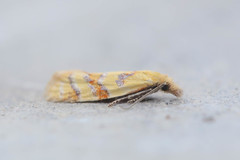 Phtheochroa vitellinana