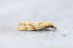 Phtheochroa vitellinana