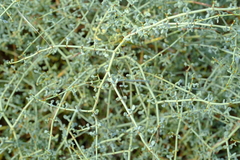 Tetraena retrofracta