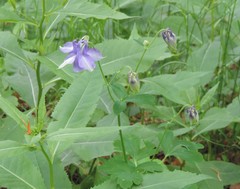 Aquilegia dumeticola