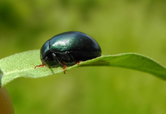 Chrysolina sturmi