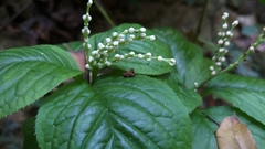 Chloranthus serratus