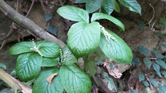 Chloranthus serratus