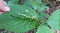 Chloranthus serratus