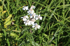 Achillea ptarmica macrocephala