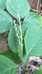 Chloranthus serratus