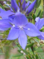 Veronica arenaria