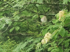 Melospiza melodia image