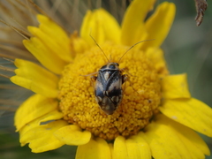Cyphodema instabilis