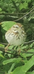 Melospiza melodia