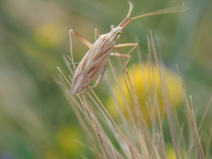 Miridius quadrivirgatus