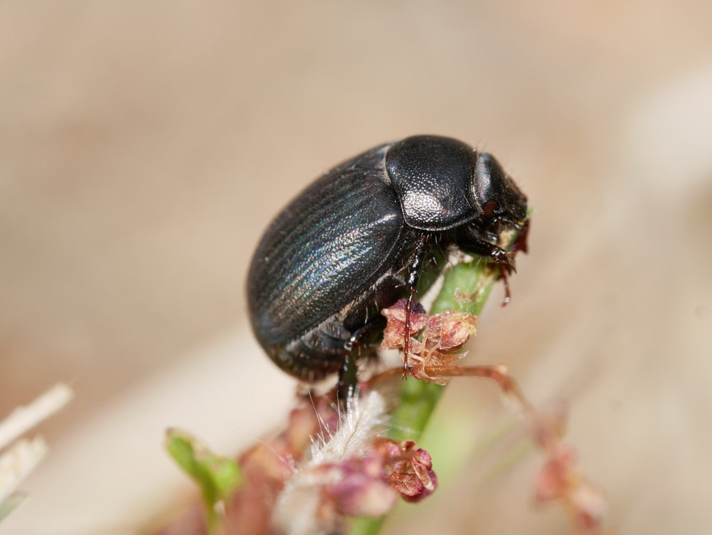 Serica anthracina