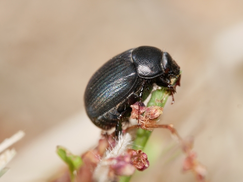 Serica anthracina