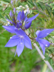 Veronica arenaria