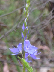 Veronica arenaria