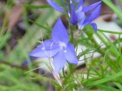 Veronica arenaria