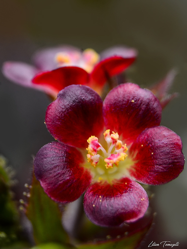 Jatropha gossypiifolia