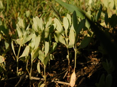 Atriplex pedunculata