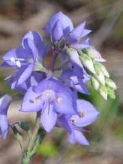 Veronica arcuata