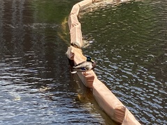 Anas platyrhynchos