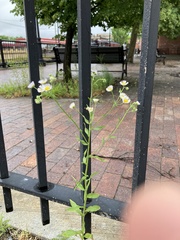 Erigeron