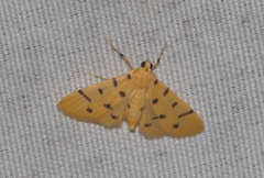 Xanthomelaena schematias