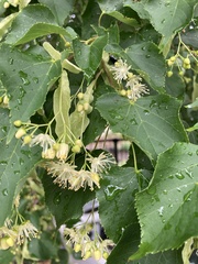Tilia