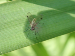 Chrysopilus asiliformis