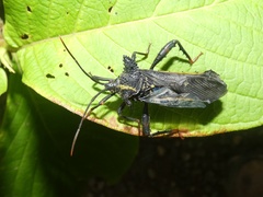 Acocopus