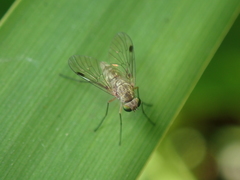 Chrysopilus asiliformis