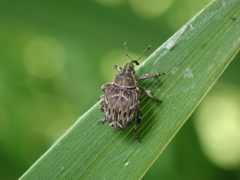 Mogulones geographicus