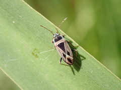Xanthochilus saturnius