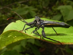 Acocopus
