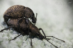 Otiorhynchus