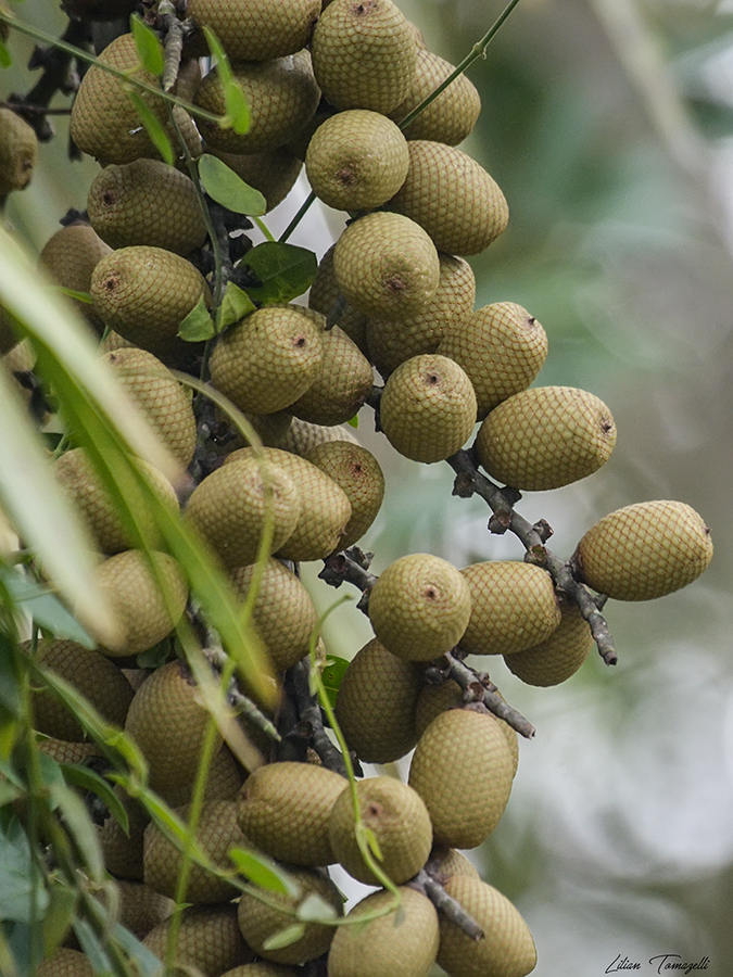 Mauritia flexuosa