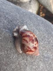 Gastropoda