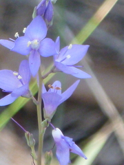 Veronica perfoliata