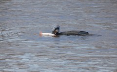 Phalacrocorax carbo