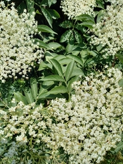 Sambucus nigra