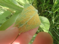 Pucciniastrum symphyti