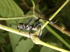 Cotyclytus scenicus