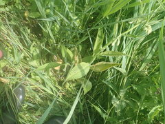 Pucciniastrum symphyti