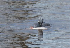 Phalacrocorax carbo
