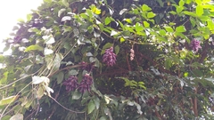 Mucuna championii
