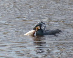 Phalacrocorax carbo