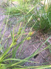 Carex pallescens