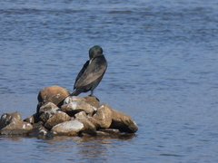 Phalacrocorax carbo